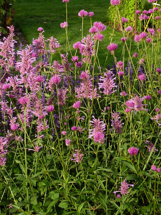 Gomphrena globosa 'Fireworks' (3)